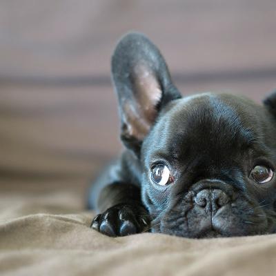 Il Comportamento Del Cane Min